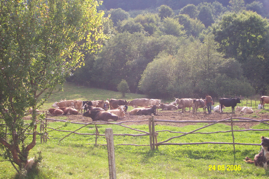 2006-08-24 14-44-56.JPG - 2006-08-U-RO>Bran Ri Sinaia-